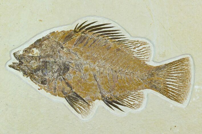 Fossil Fish (Priscacara) - Green River Formation #122673